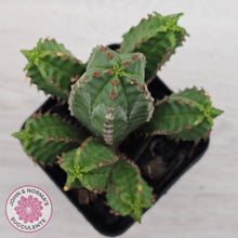 Load image into Gallery viewer, Euphorbia jansenvillensis
