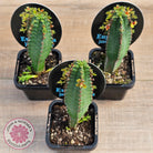 Euphorbia jansenvillensis