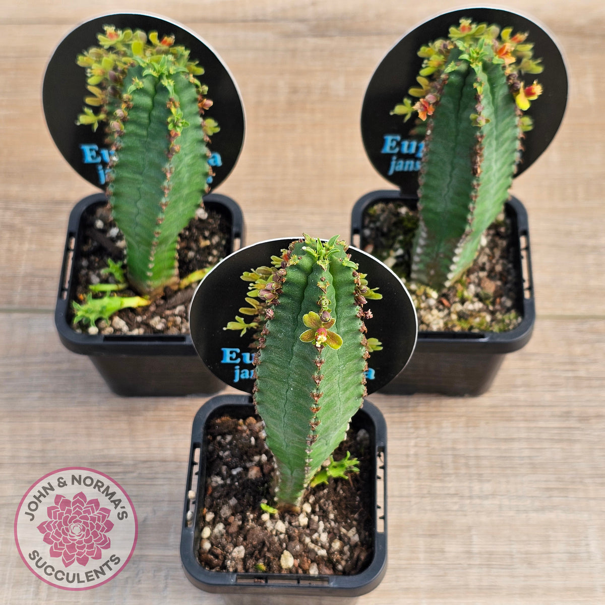 Euphorbia jansenvillensis