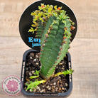 Euphorbia jansenvillensis