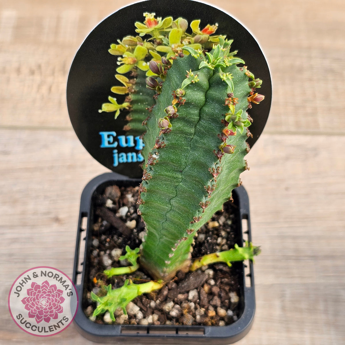 Euphorbia jansenvillensis