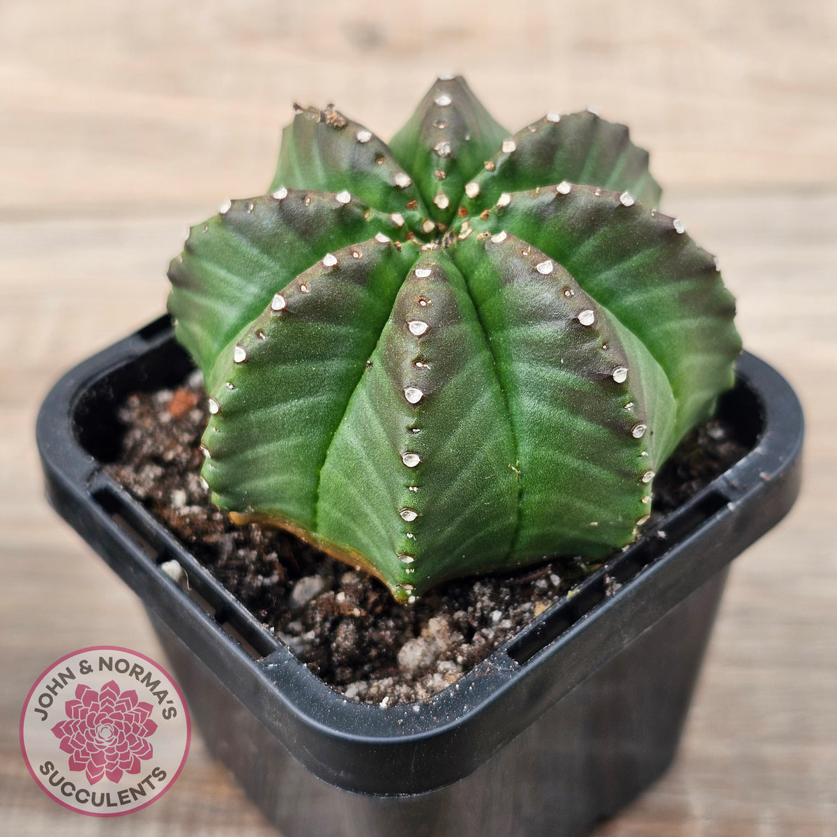 Euphorbia meloformis