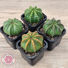 Euphorbia meloformis