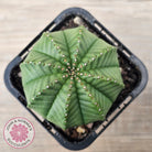 Euphorbia meloformis
