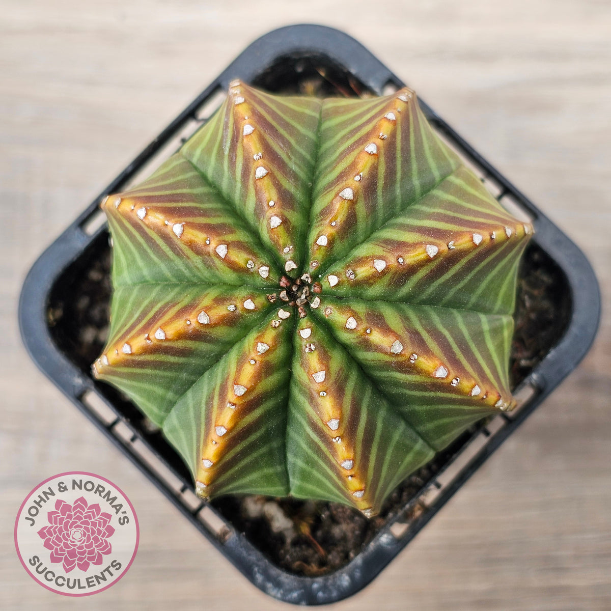 Euphorbia meloformis