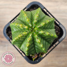 Euphorbia meloformis