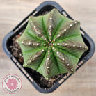 Euphorbia meloformis