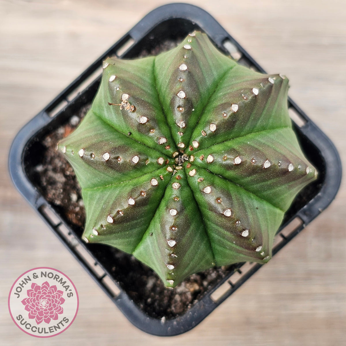 Euphorbia meloformis