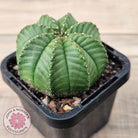 Euphorbia meloformis