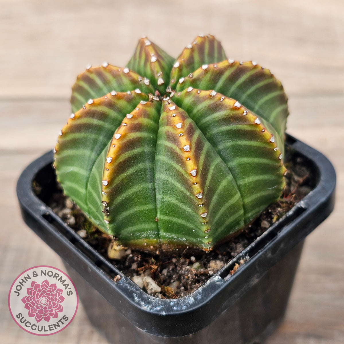 Euphorbia meloformis