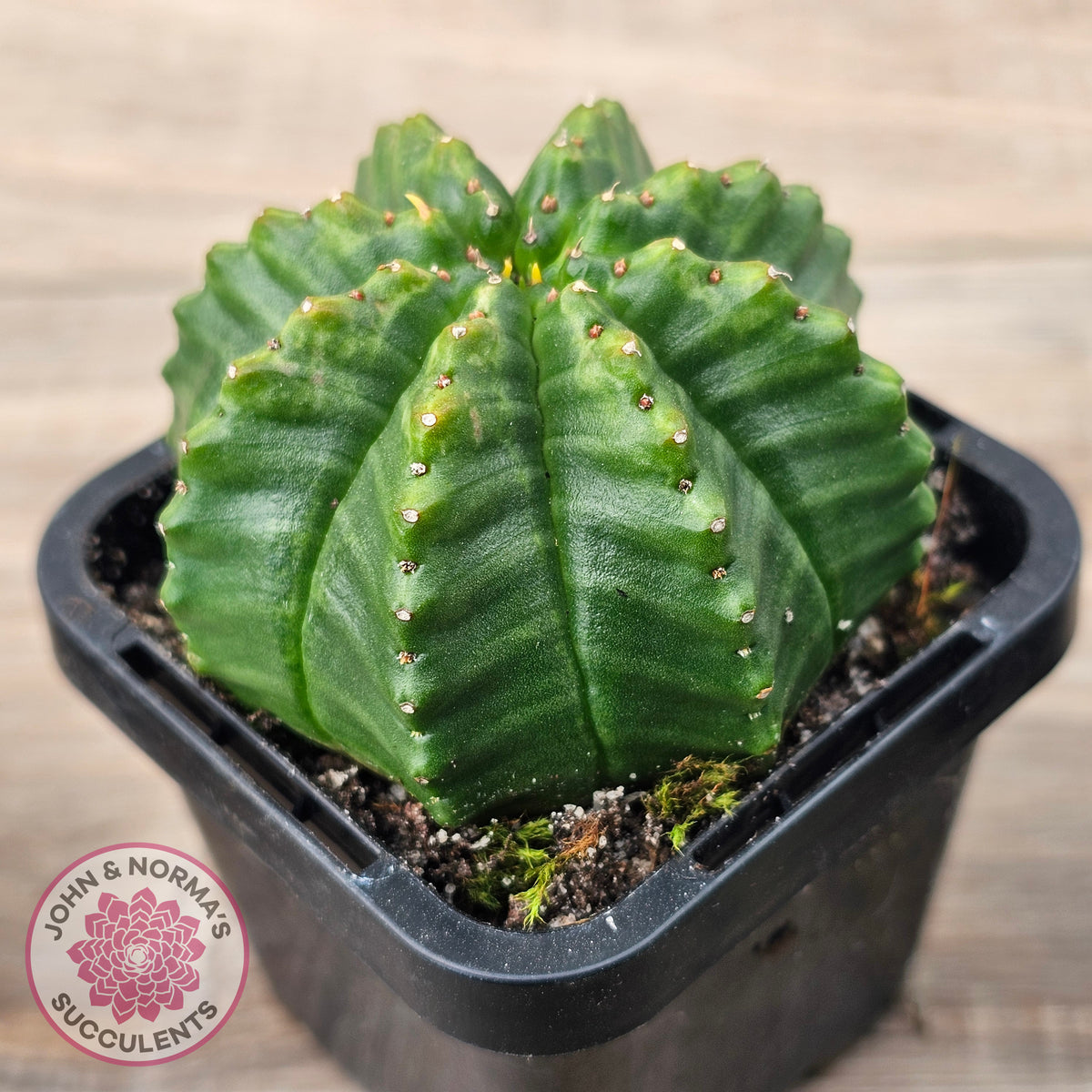 Euphorbia meloformis