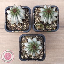 Load image into Gallery viewer, Euphorbia polygona 'Snowflake'
