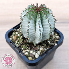 Load image into Gallery viewer, Euphorbia polygona 'Snowflake'

