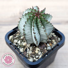 Load image into Gallery viewer, Euphorbia polygona 'Snowflake'
