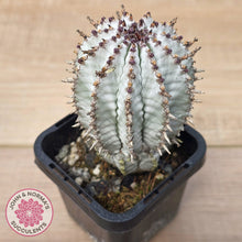 Load image into Gallery viewer, Euphorbia polygona ‘Zig Zag’
