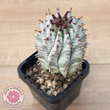 Load image into Gallery viewer, Euphorbia polygona ‘Zig Zag’

