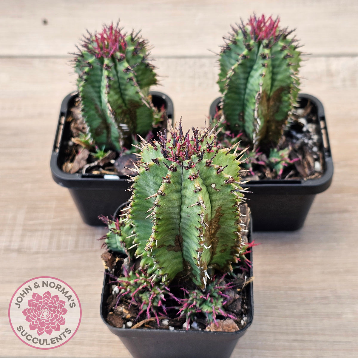 Euphorbia polygona (w pups)