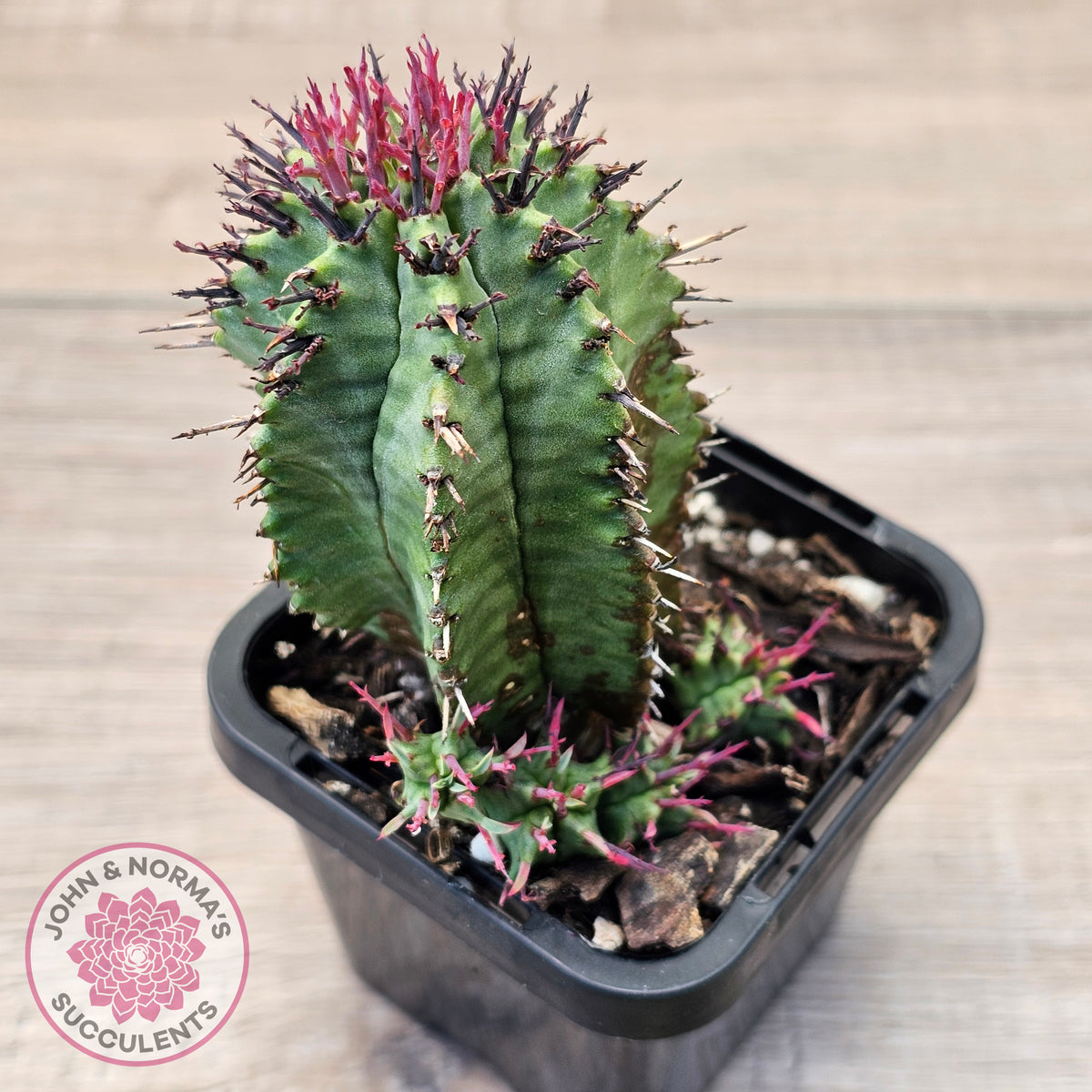 Euphorbia polygona (w pups)