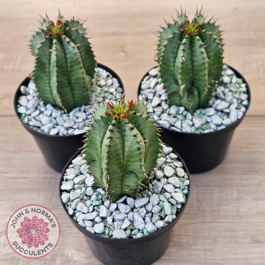 Euphorbia polygona