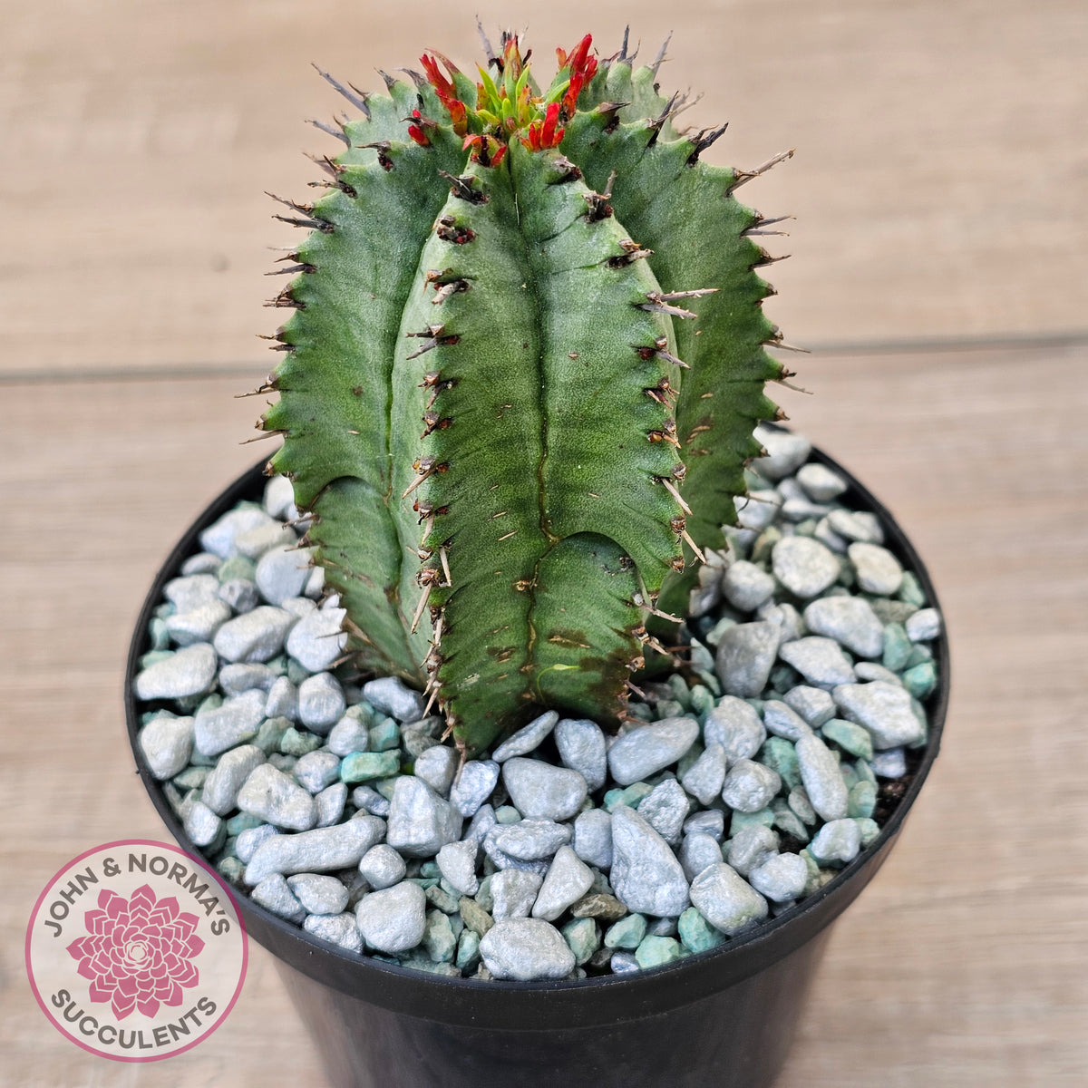 Euphorbia polygona (w pups)