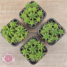 Euphorbia pulvinata