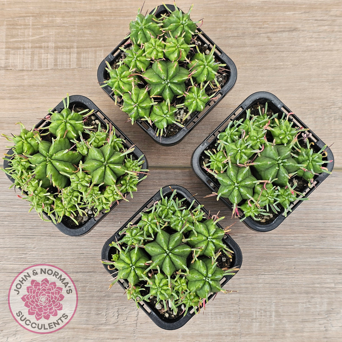 Euphorbia pulvinata