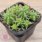 Euphorbia pulvinata