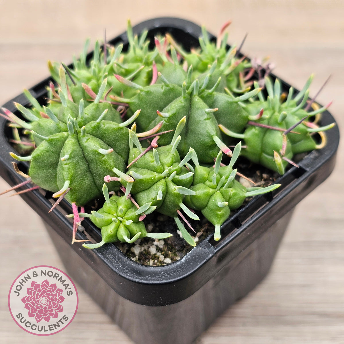 Euphorbia pulvinata