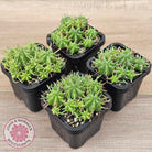 Euphorbia pulvinata