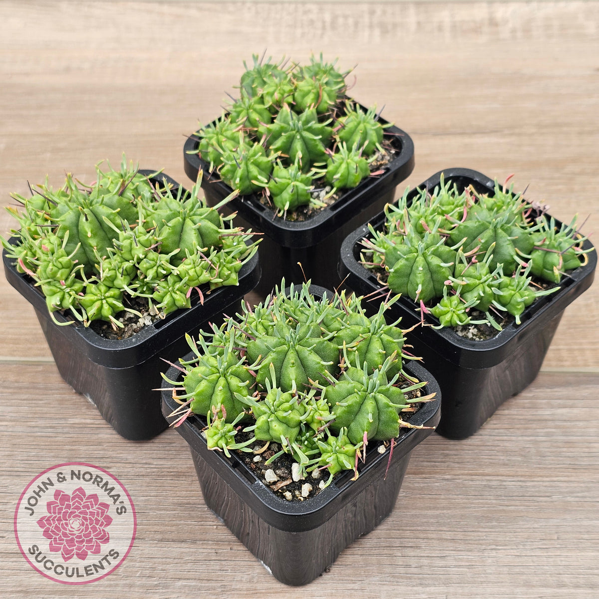 Euphorbia pulvinata