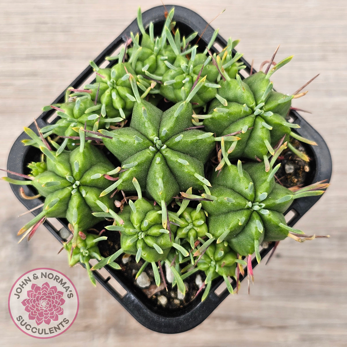 Euphorbia pulvinata