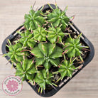 Euphorbia pulvinata