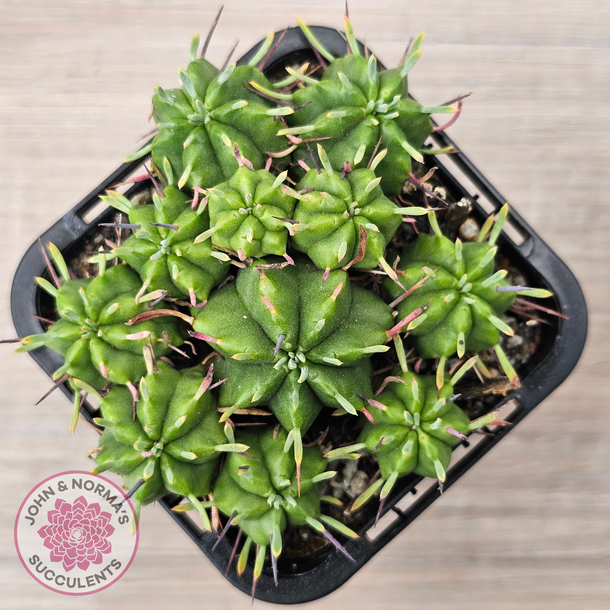 Euphorbia pulvinata