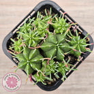 Euphorbia pulvinata