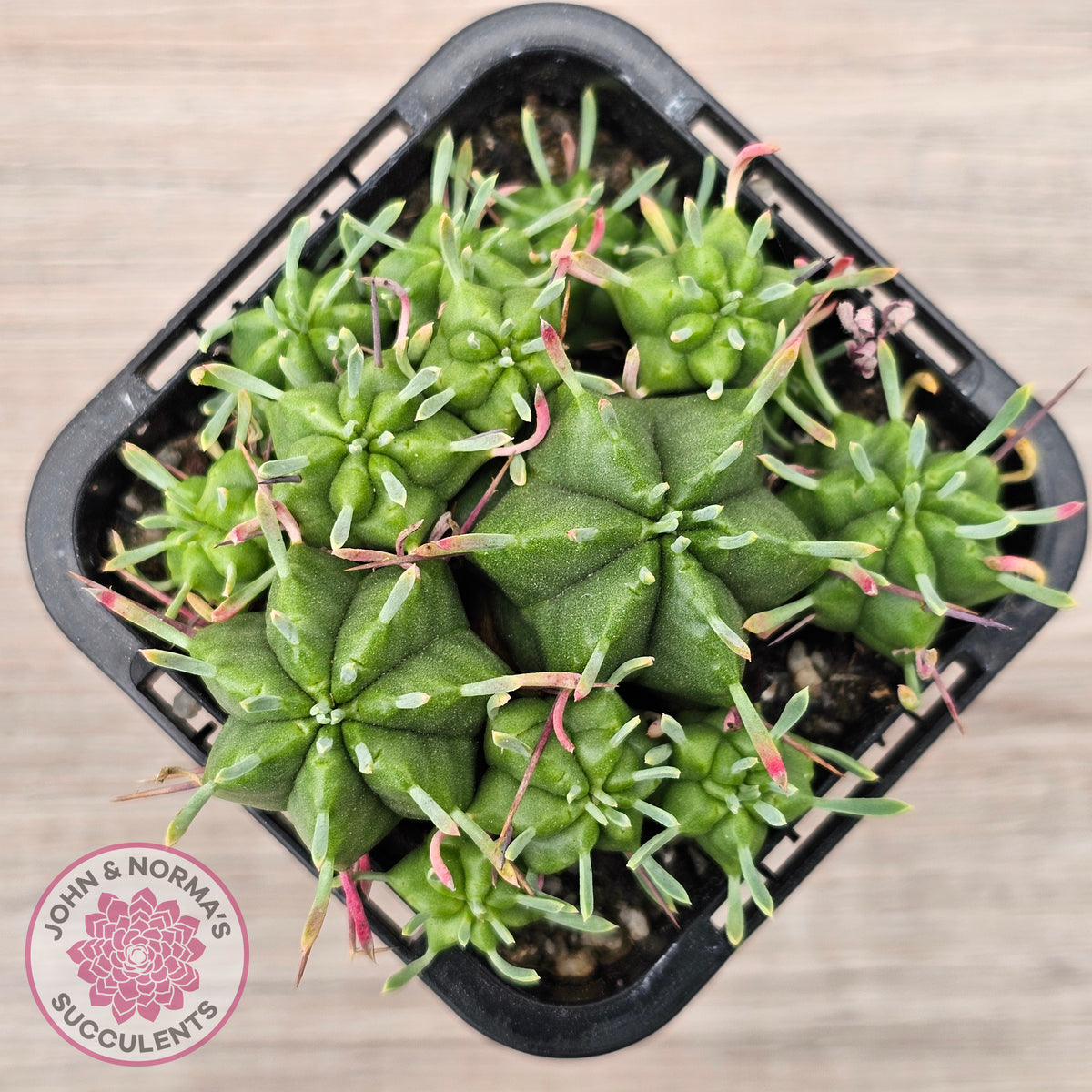 Euphorbia pulvinata