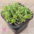 Euphorbia pulvinata
