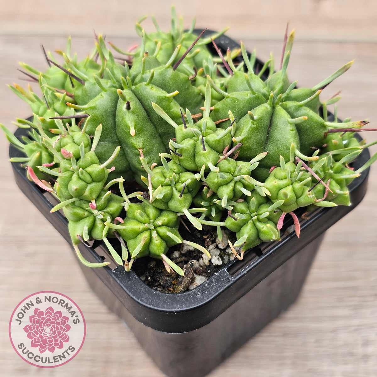 Euphorbia pulvinata