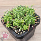 Euphorbia pulvinata