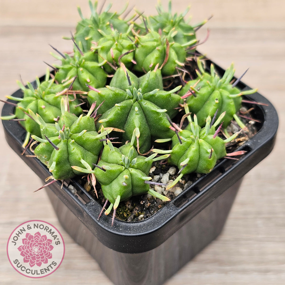Euphorbia pulvinata