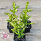 Euphorbia wakefieldii