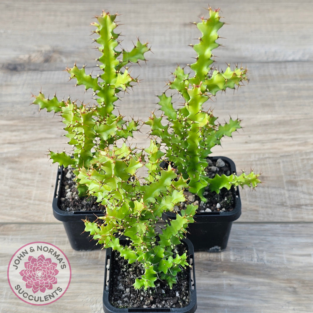 Euphorbia wakefieldii