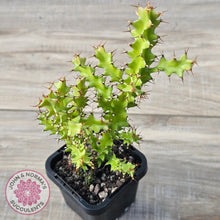Load image into Gallery viewer, Euphorbia wakefieldii
