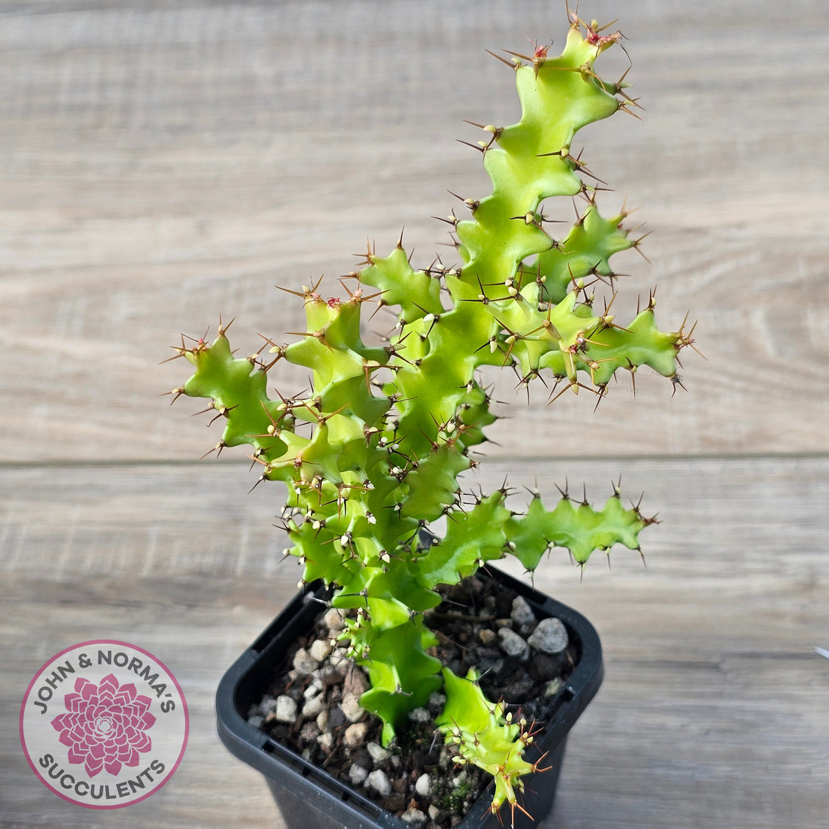 Euphorbia wakefieldii