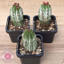 Load image into Gallery viewer, Euphorbia polygona ‘Azure’
