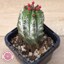 Load image into Gallery viewer, Euphorbia polygona ‘Azure’
