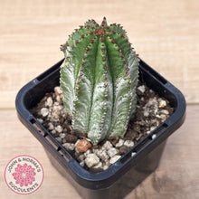 Load image into Gallery viewer, Euphorbia polygona ‘Azure’
