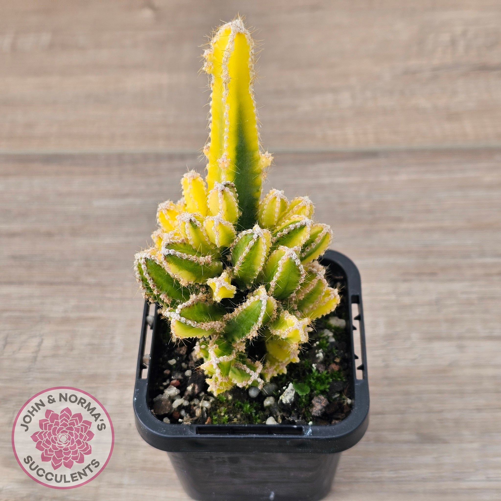 Buy Cereus 'Fairy Castle' Variegata Australia