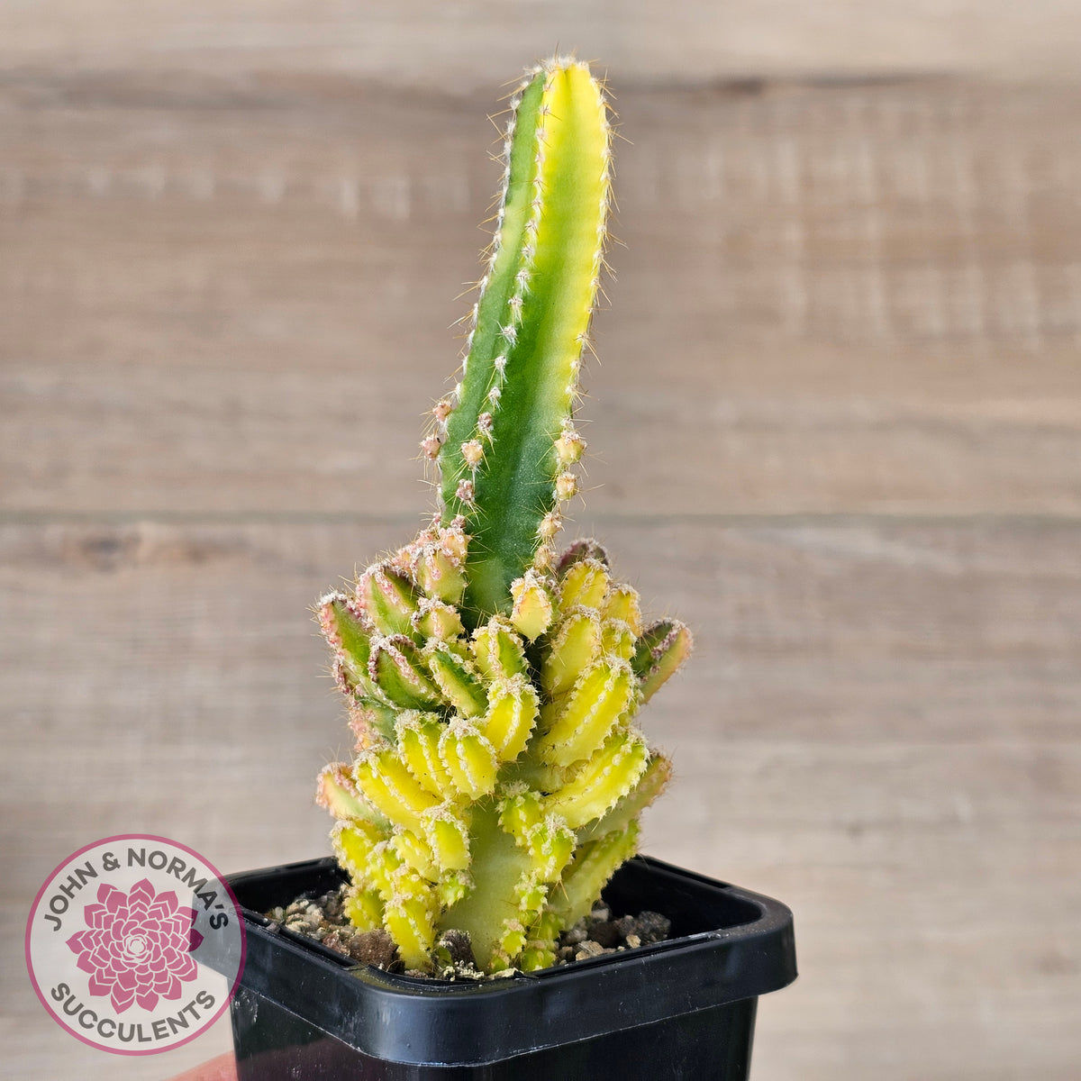 Cereus 'Fairy Castle' Variegata