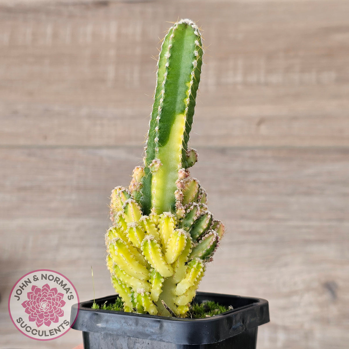 Cereus 'Fairy Castle' Variegata