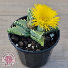 Load image into Gallery viewer, Faucaria Britanea White Spotted Jaws
